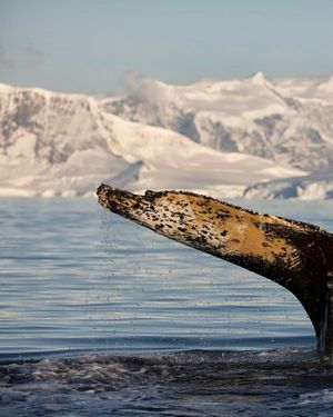 Image post by @sealegacy on Instagram