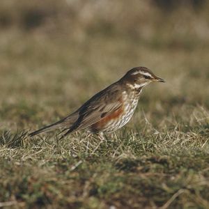 Image post by @rspb on Instagram