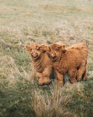 Image post by @visitscotland on Instagram