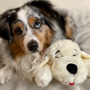 Image post by @originalsnugglepuppy on Instagram