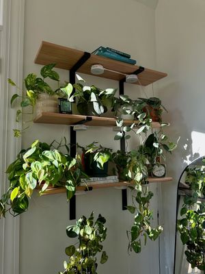 Image post by @reenasplants on Instagram