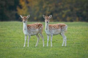 Image post by @AnimalPlanet on Twitter