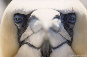 Image post by @rspb on Instagram