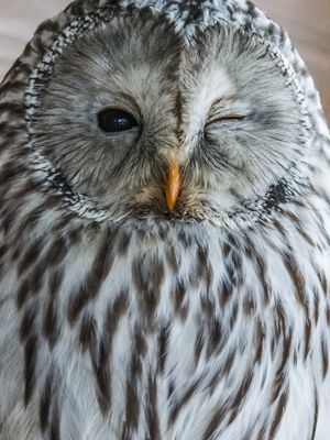 Image post by @animalplanet on Instagram