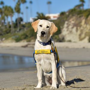 Image post by @canineorg on Instagram