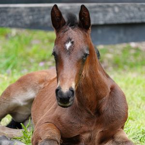 Image post by @godolphin on Instagram