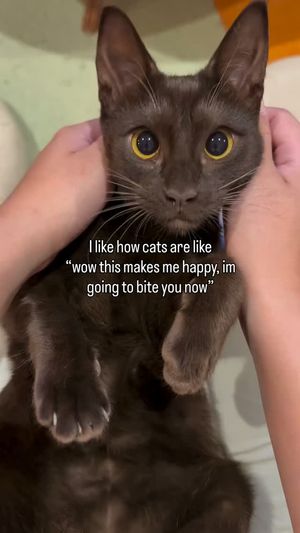 Image post by @9gag on Instagram