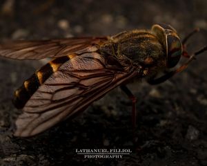 Image post by @lathanuelf_photos on Instagram
