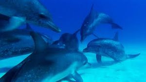 Video post by @bbcearth on YouTube