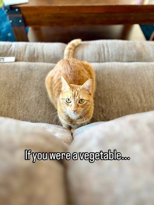 Image post by @cheeeto.the.cat on Instagram