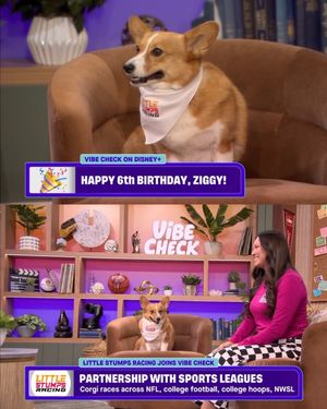 Image post by @ziggy_thecorg on Instagram