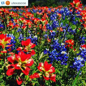 Image post by @texasmoody on Instagram