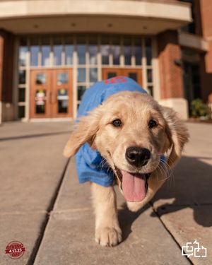 Image post by @gaylordcollege on Instagram