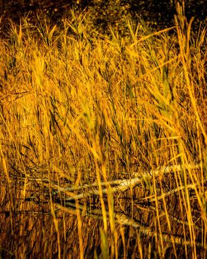 Image post by @cristan.nature.photography on Instagram