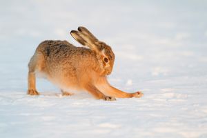 Image post by @rspb on Instagram