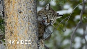 Video post by @bbcearth on YouTube