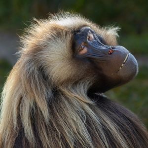 Image post by @sandiegozoo on Instagram