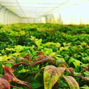 Image post by @alpertongfidanligi on Instagram