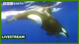 Video post by @bbcearth on YouTube