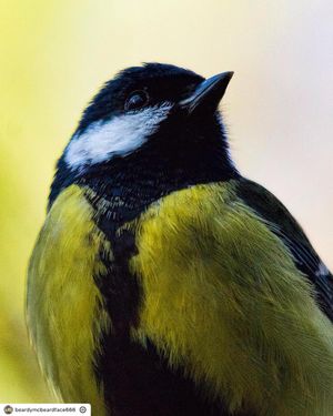 Image post by @rspb on Instagram