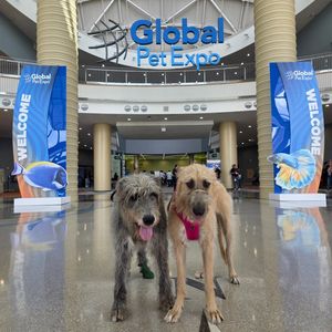 Image post by @thesavannahwolfhound on Instagram