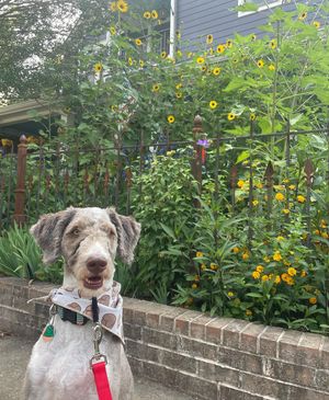 Image post by @floofy.coopy.doodle on Instagram