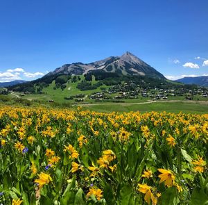 Image post by @skicrestedbutte on Instagram