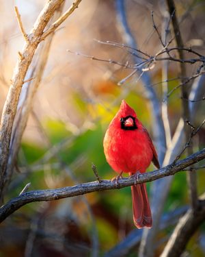 Image post by @canonusa on Instagram