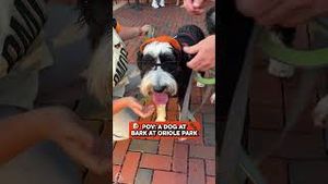 Video post by @orioles on YouTube