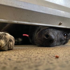 Image post by @whitmanpets on Instagram