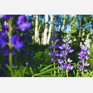 Image post by @skicrestedbutte on Instagram