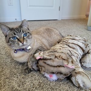 Image post by @originalsnugglepuppy on Instagram