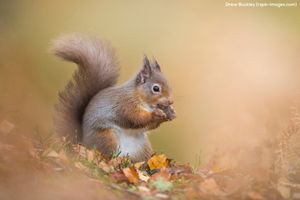 Image post by @rspb on Instagram