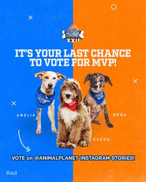 Image post by @animalplanet on Instagram