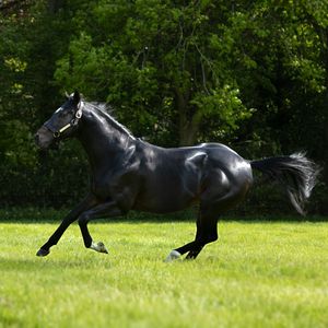 Image post by @juddmonte on Instagram