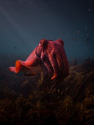 Image post by @discovery on Instagram