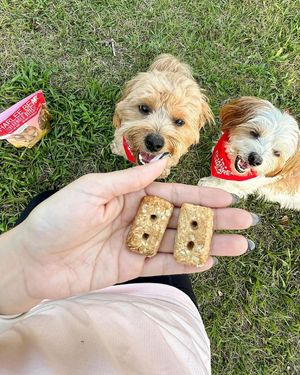 Image post by @charlee_bear_dogtreats on Instagram