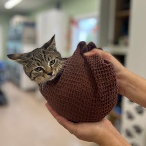 Image post by @whitmanpets on Instagram
