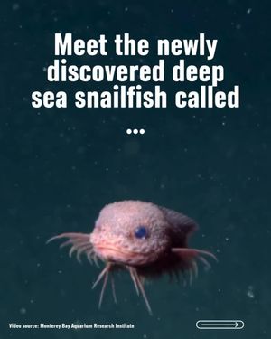 Image post by @greenpeace on Instagram