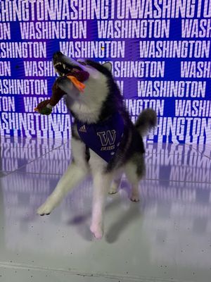 Image post by @dubs_uw on Instagram