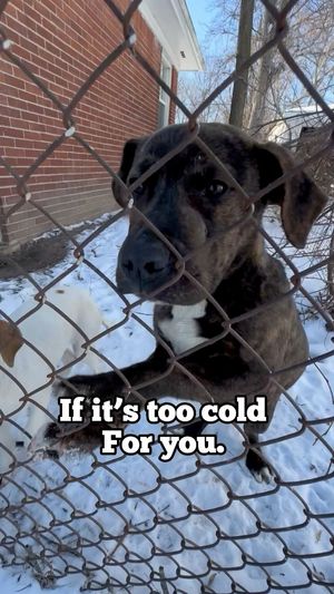 Video post by @DetroitGSD on Facebook