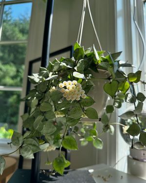 Image post by @reenasplants on Instagram