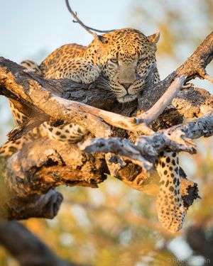 Image post by @robertirwinphotography on Instagram