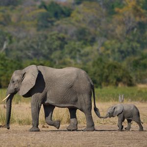 Image post by @animalplanet on Instagram