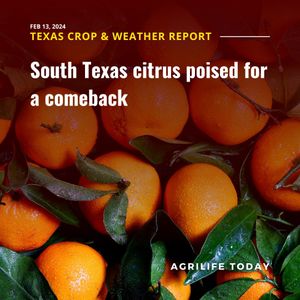 Image post by @txextension on Instagram