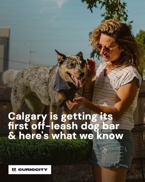 Image post by @curiocitycalgary on Instagram