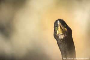 Image post by @rspb on Instagram