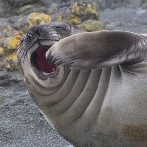 Image post by @animalplanet on Instagram