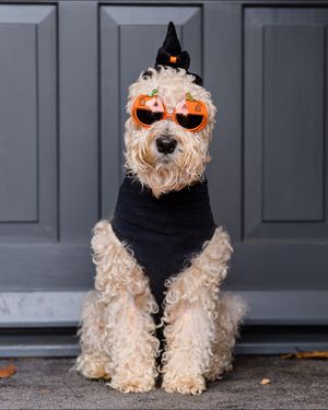 Image post by @pupcorntreats on Instagram