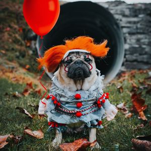 Image post by @itsdougthepug on Instagram